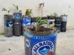 Native-Tree Nursery