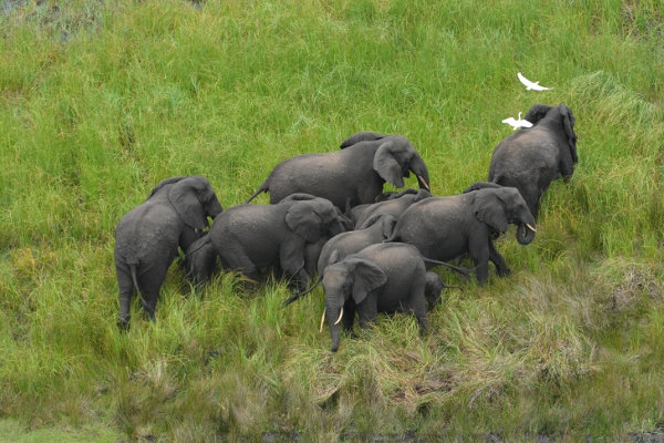 The Lubombo TFCA is a cornerstone to the consolidation of the last naturally occurring elephant populations of the KwaZulu-Natal province in South Africa,and southern Mozambique, which historically moved freely across the border.