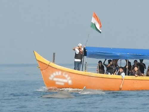 Tourist boats typically remain too close and chase the dolphins.