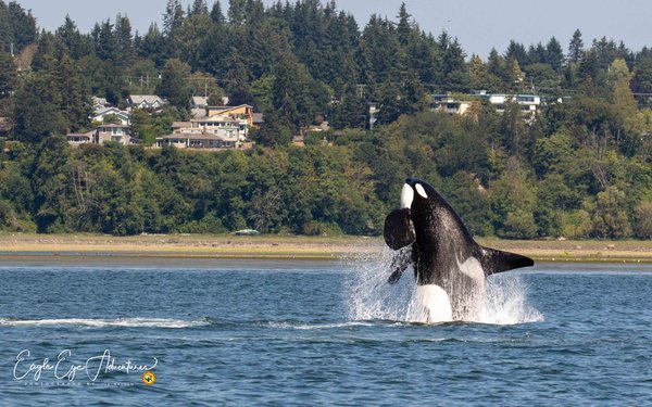 Responsible whale watching in Vancouver Island, Canada
