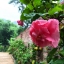 Trieu Thanh Hoa (Mai Chau Ecolodge)