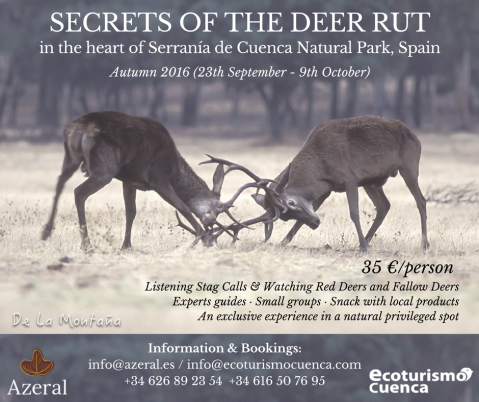 Discover the secrets of the red deer rut in Spain