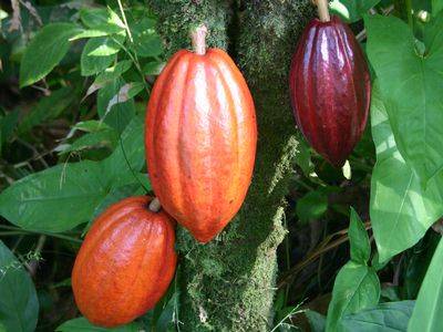Visit the Toledo Cacao Festival, Belize 24-26 May