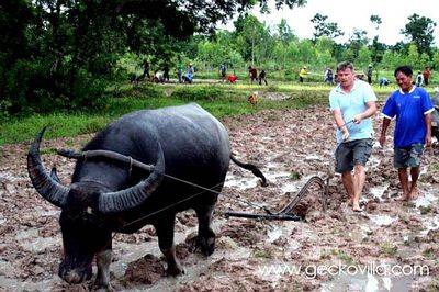 Experience traditional agriculture