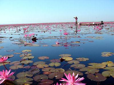 Red Lotus Sea