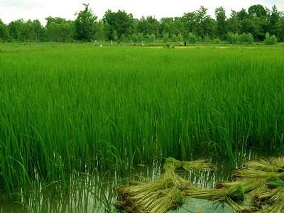 Rice fields near Gecko Villa