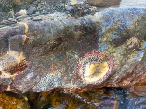 Ancient Fossilized Rocks of Northern Pakistan