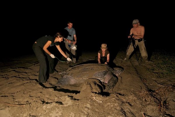 SEE Turtle night patrol in leatherback turtle nesting beach in Costa Rica.