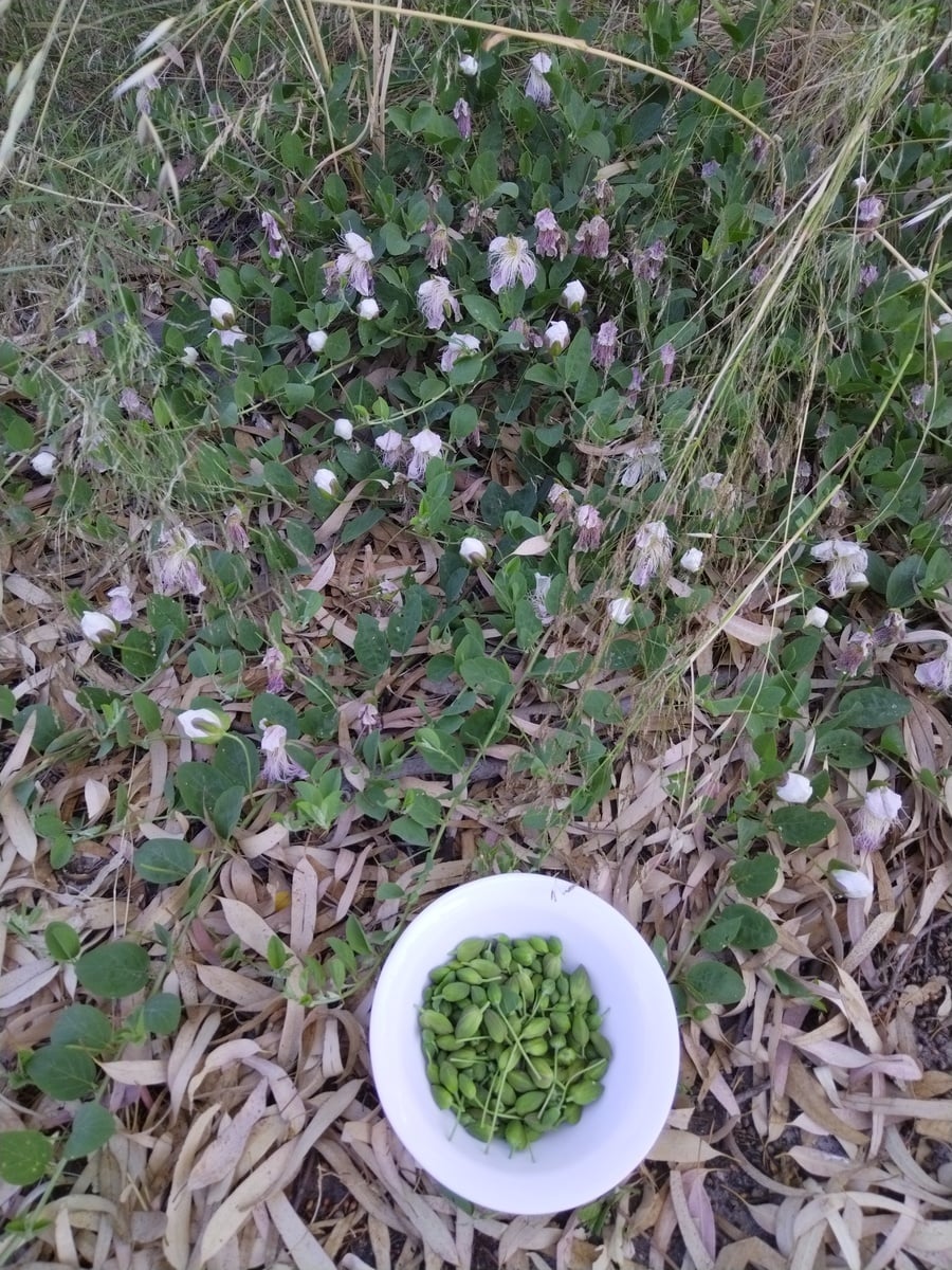 Caper: the flower you eat before it blooms! A key ingredient of Mediterannean dishes, the pickled flower buds of the caper bush (Capparis spinosa) are an antioxidant powerhouse, contain essential minerals such as copper and are a good source of vitamin K among other benefits. Before eating them from a jar, you only need to soak them for a few minutes in cold water to remove the excess salt. If you wonder why a small jar is so expensive, try picking them one by one, while avoiding the thorns! This post is dedicated to the late Nikki Rose, a culinary tourism and agri-ecotourism pioneer and Chef, who passed away a year ago while guiding students on one of her wonderful educational tours in Crete. Nikki used the caper flower as a profile photo...