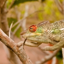 Madagascar