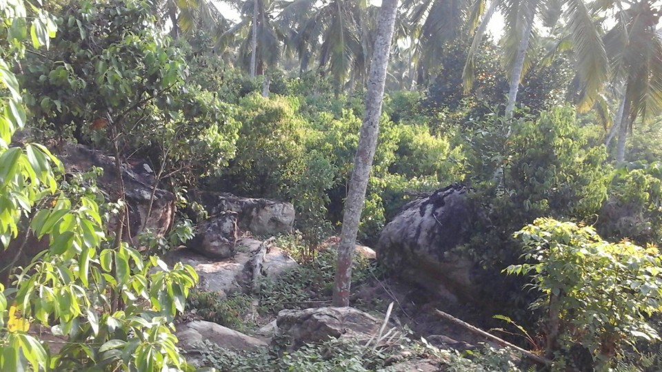 Elevated land with Cinnamon and Coconut cultivation in Ampegama (close to Hikkaduwa tourist city) available for JV project or quick sale. Very ideal for eco friendly hoel/villas. Clear deed. For more details, please contact. Gunarathna +94776525003 WhatsApp, imo and Viber available. pg_gunarathna@yahoo.com