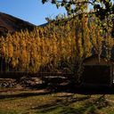 Automn