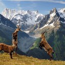 Ibex Fighting in Northern Pakistan