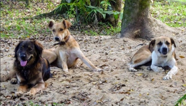 2.30 - The photo shows Luna, Dobbie and Groot. The Pousada is a great place for dogs.