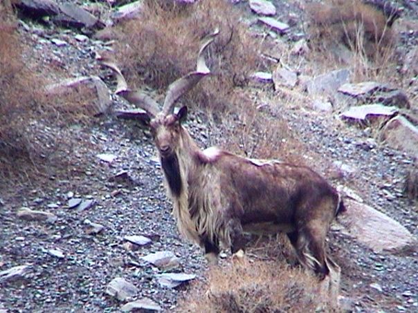 Markhor