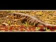 Trinidad & Tobago Promotional Video