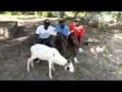 Sacrificial lamb at Footsteps in The Gambia