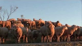 I Jornadas de Trashumancia & Ecoturismo en el Valle de Alcudia y Sierra Madrona
