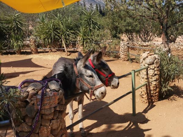 Donkeysland