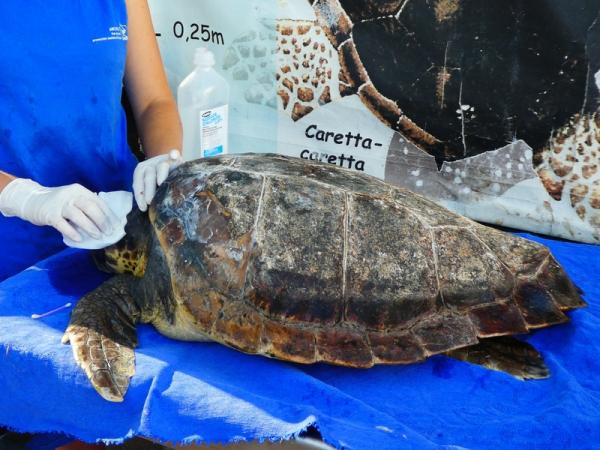 Archelon Sea Turtle Rescue Centre