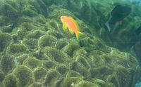 Coral in Gulf of Mannar