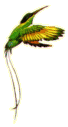 Humming Bird