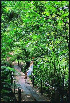 Daintree Rainforest
